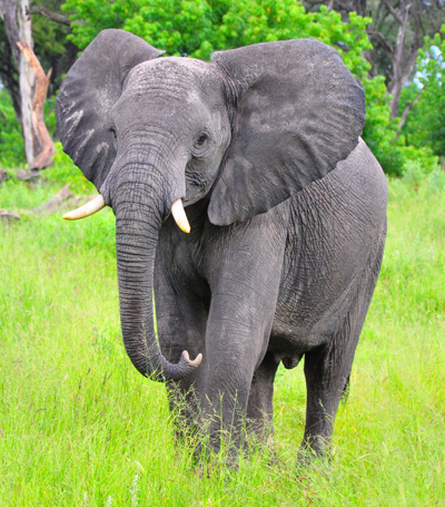 Shoji-it images of animals